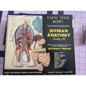 Vintage Renwal Human Anatomy Assembly Kit  1950s • Complete Set • Retro Medical